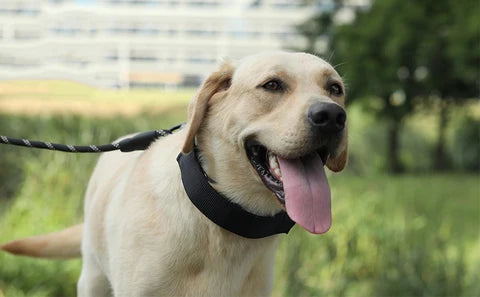 Dog Training Collar Nylon Quick-Release & Rust-Resistant D-Ring