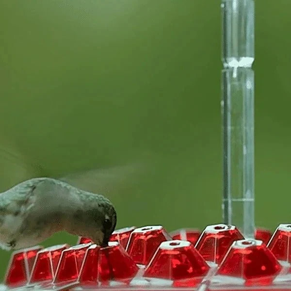 Mangeoire à oiseaux colorée avec piège à fourmis intégré