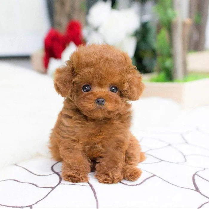 Chien en peluche tout doux avec base lestée