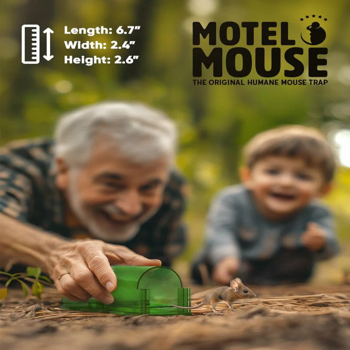Pièges à souris Easy Catch, lot de 4