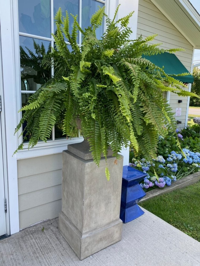 Artificial Boston Fern for Outdoor Use – UV-Resistant Patio Decoration