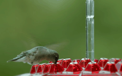 12 oz Hanging Hummingbird Feeder with 30 Feeding Ports & Built-In Ant Moat for Backyard Birds Outdoor Garden Patio Deck