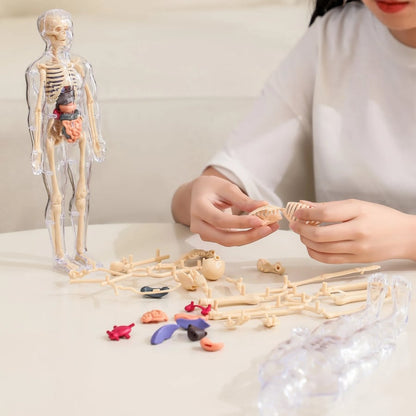 Transparent 3D Anatomy Model Featuring Body and Organs