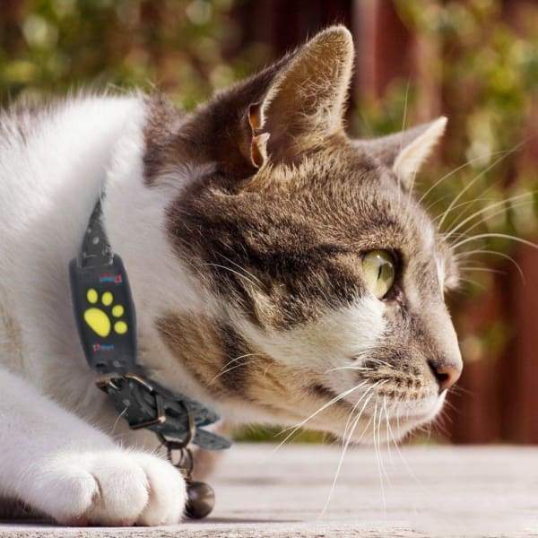 Compact Satellite Pet Locator for Cats ABS Housing 0.8 in Square Real-Time Position Monitor No Monthly Fees Outdoor Tracker