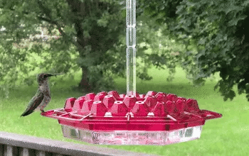 Hummingbird Feeder with Ant Moat for Outdoor Garden – 30 Flower Ports, Weather Resistant, Easy Fill Design for Backyard Bird Feeding