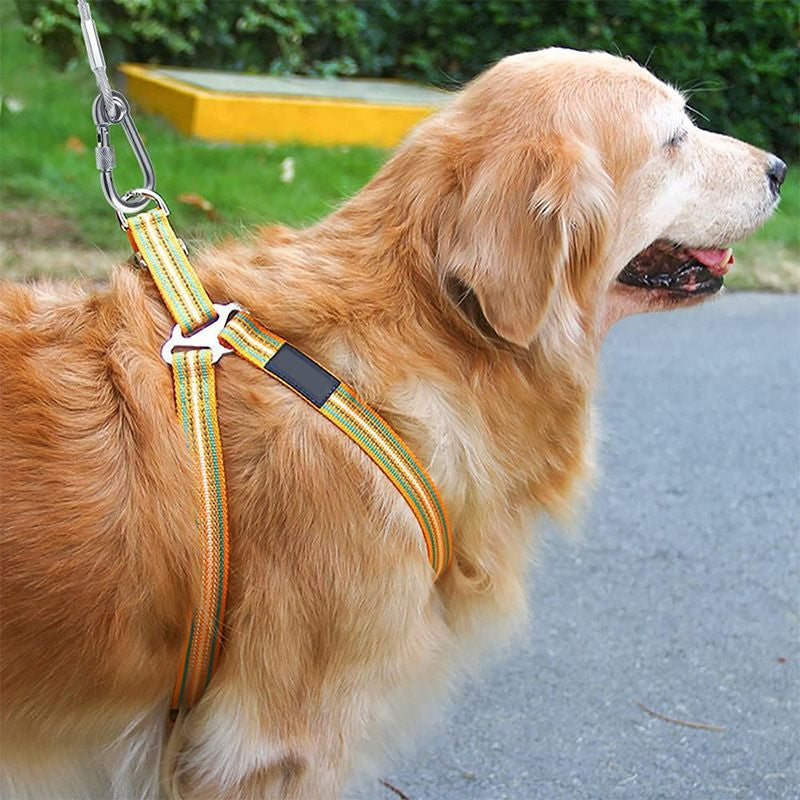 Laisse pour chien durable et anti-morsure – Laisse de sécurité pour l'extérieur
