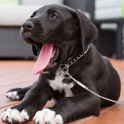 Laisse pour chien durable et anti-morsure – Laisse de sécurité pour l'extérieur