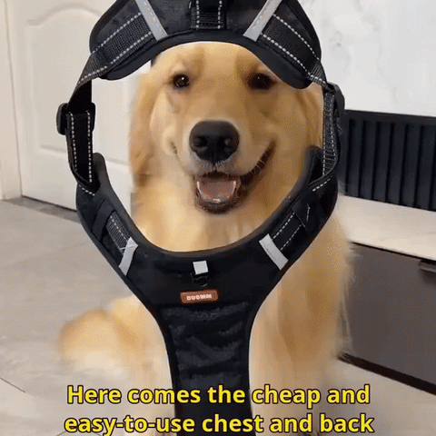 360° Reflective No-Pull Padded Dog Vest