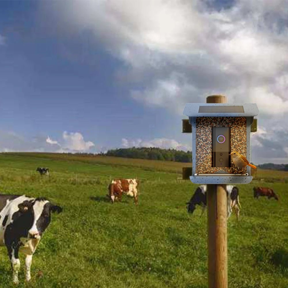 BirdWatch Pro - Smart Bird Feeder - Outdoor Style - Camera View