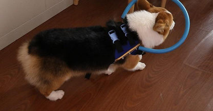 BrightGuide | Bumper Collar Harness for Blind Dogs with Lightweight Design | Safe Mobility for Daily Walks