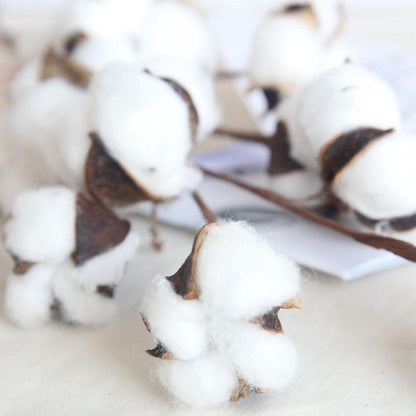 Cotton Branches