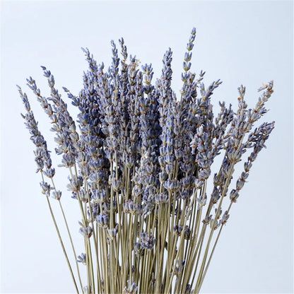 Dried Lavender Bundles for Home Decor & Aromatherapy | Fragrant Floral Stems for Sachets, Potpourri, Wedding Arrangements | Rustic Farmhouse