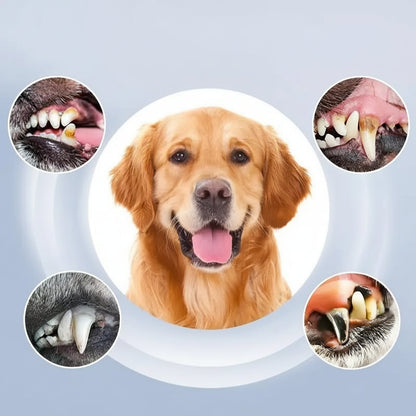 Ortekor PetCare | Appareil de nettoyage dentaire pour chien avec 5 niveaux réglables | Soins dentaires efficaces pour animaux pour des sourires plus sains