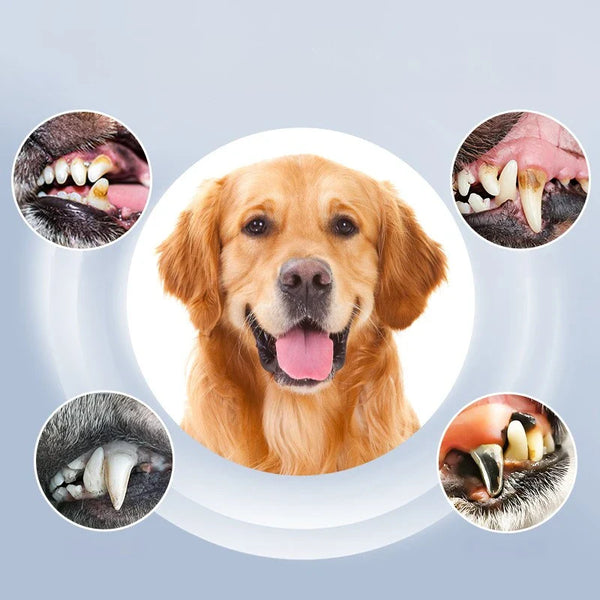 Ortekor PetCare | Appareil de nettoyage dentaire pour chien avec 5 niveaux réglables | Soins dentaires efficaces pour animaux pour des sourires plus sains