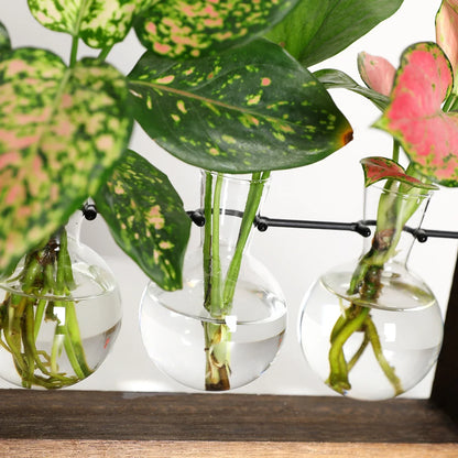 Wooden Desktop Glass Tube Rooting Station for Cuttings & Houseplants — Single, Double & Triple Holder Designs