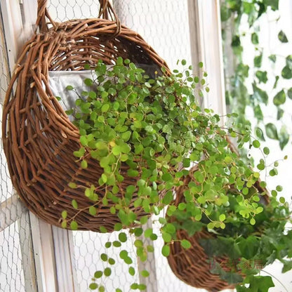 Woven Rattan Wall Basket for Plants Indoor Outdoor Hanging Pot Holder Natural Fiber Planter for Living Room Balcony Patio Garden Decor Boho