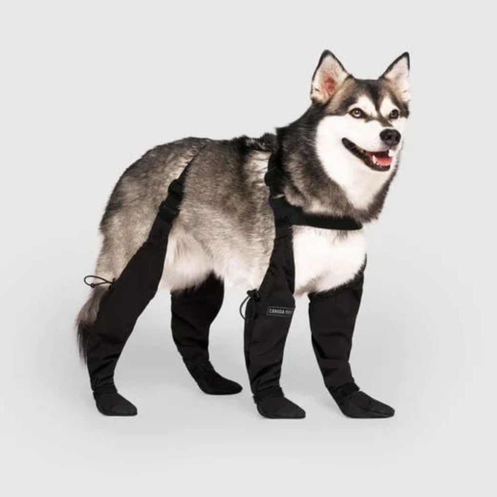 Wearclo | Leggings pour chiens avec protection des pattes tout temps | Conception durable pour un confort ultime