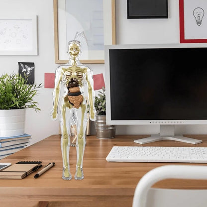 Transparent 3D Anatomy Model Featuring Body and Organs