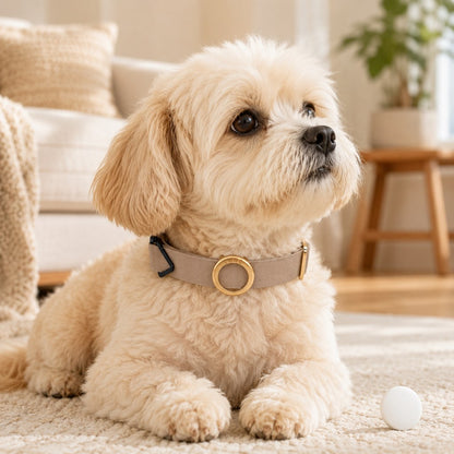 Ortekor AirTag-Compatible Pet Collar Holder for Cats & Small Dogs - No-Dangle Tracker Protection for Home, Walks & Everyday Pet Safety