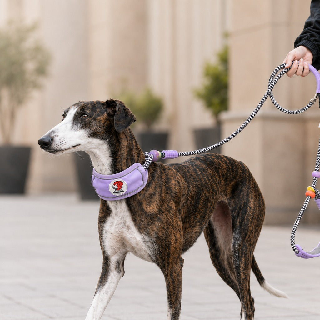 Ortekor Anti-Choke Dog Leash for Everyday Walks - Padded Neck Protection & Better Control for Pullers
