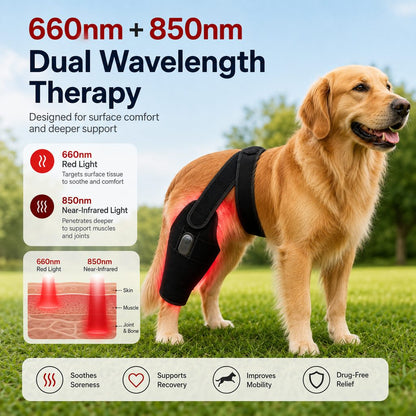 Ortekor Red light therapy leg brace for dogs, suitable for senior and active dogs, provides comfort and support for hind legs during activity.