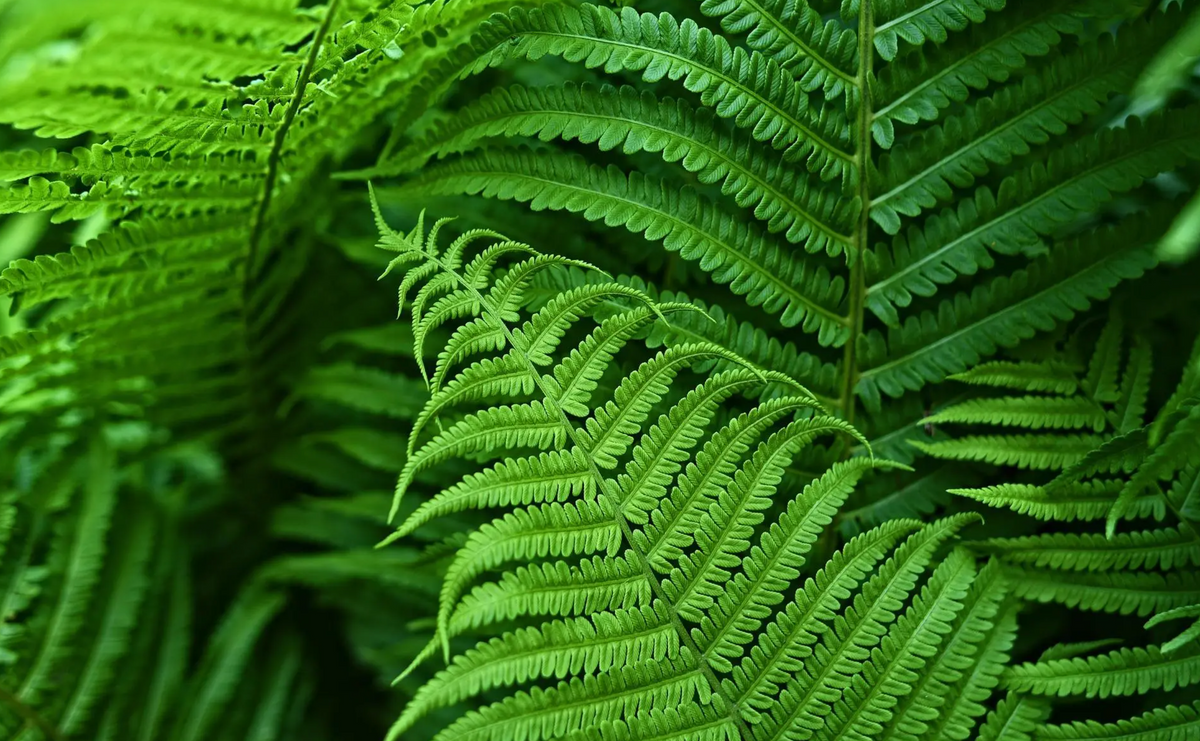 Artificial Boston Fern for Outdoor Use – UV-Resistant Patio Decoration