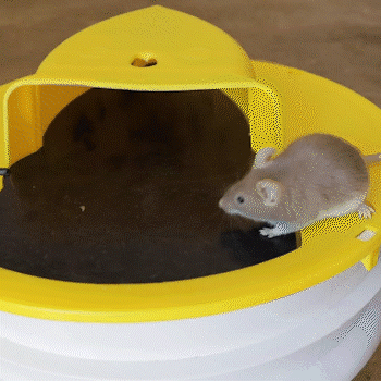 Lutte contre les rongeurs | Piège à souris à couvercle basculant avec élimination hygiénique | Solution sûre pour les familles et les animaux domestiques