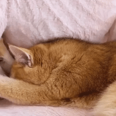 Paniers pour petits chiens et chats, canapé-lit en peluche pour animaux avec housse lavable, lit pour chat avec base antidérapante