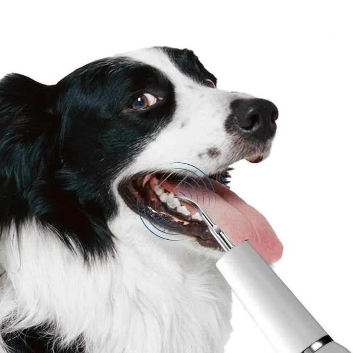 Nettoyant facile pour les dents des chiens