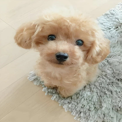 Jouet pour chien doux et câlin avec extérieur en fausse fourrure
