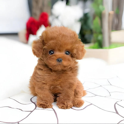 Jouet pour chien doux et câlin avec extérieur en fausse fourrure