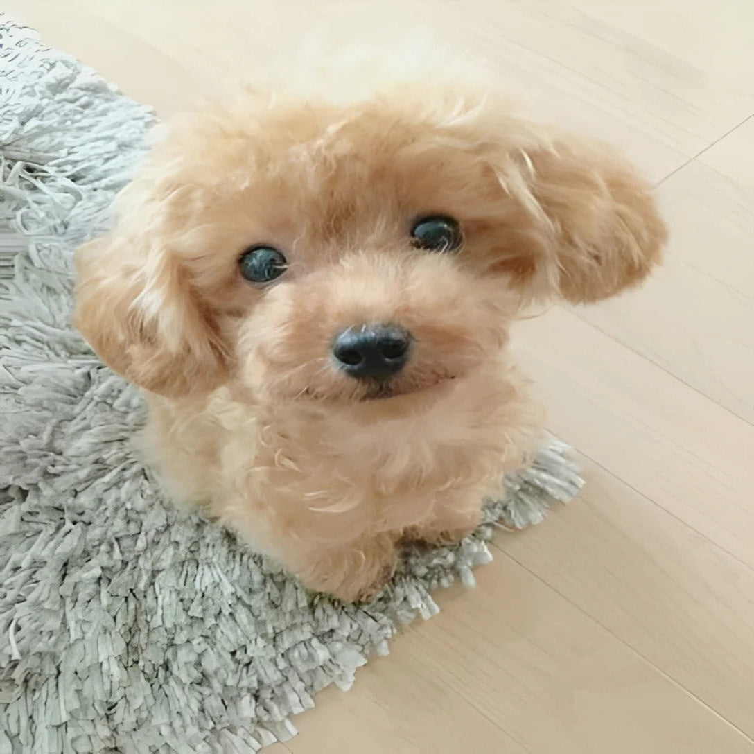 Chien en peluche tout doux avec base lestée