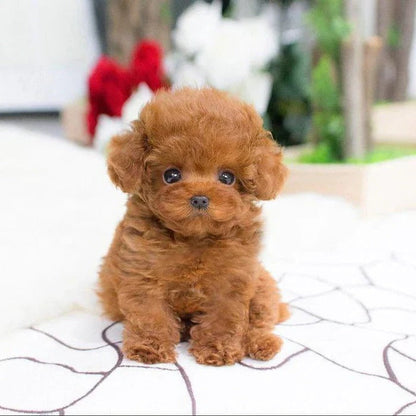 Chien en peluche tout doux avec base lestée