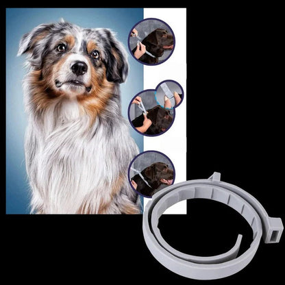 Collier anti-tiques et puces efficace pour animaux de compagnie