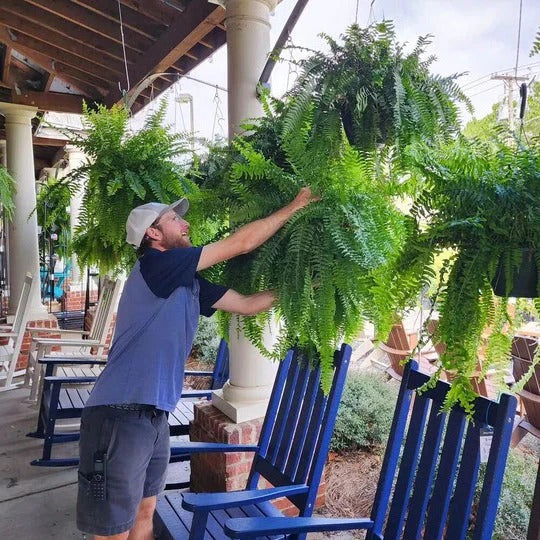 Décoration de plante de fougère verte réaliste d'extérieur