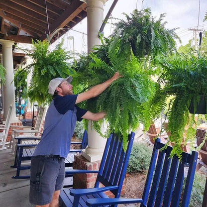Décoration de plante de fougère verte réaliste d'extérieur