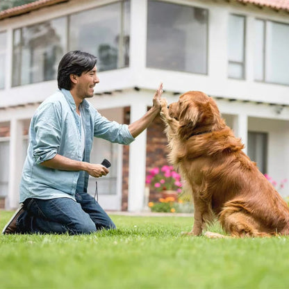 Outil efficace de dressage pour le contrôle des aboiements de chiens