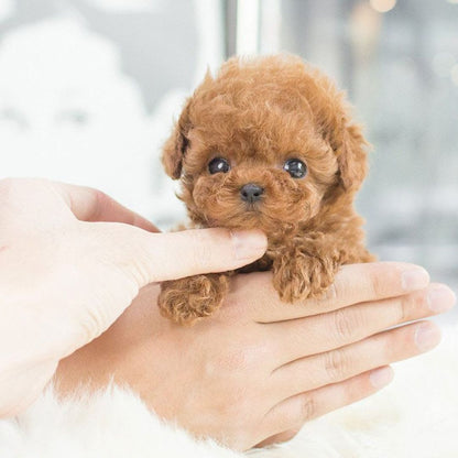 Touch-Activated Electronic Dog Toy with Motion & Sound Response for Kids