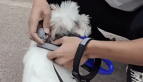 NovaTrail | GPS Dog Locator & Activity Tracker with Real-Time Updates | Lightweight Design for Pet Safety