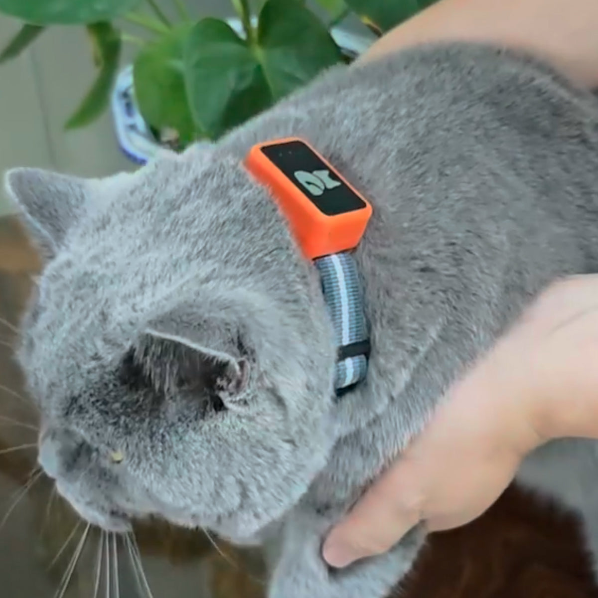 Real-Time Cat & Small Dog Location Monitor with Geo-Fence Alerts, Activity Tracking & No Monthly Fees – Subscription-Free Pet Safety