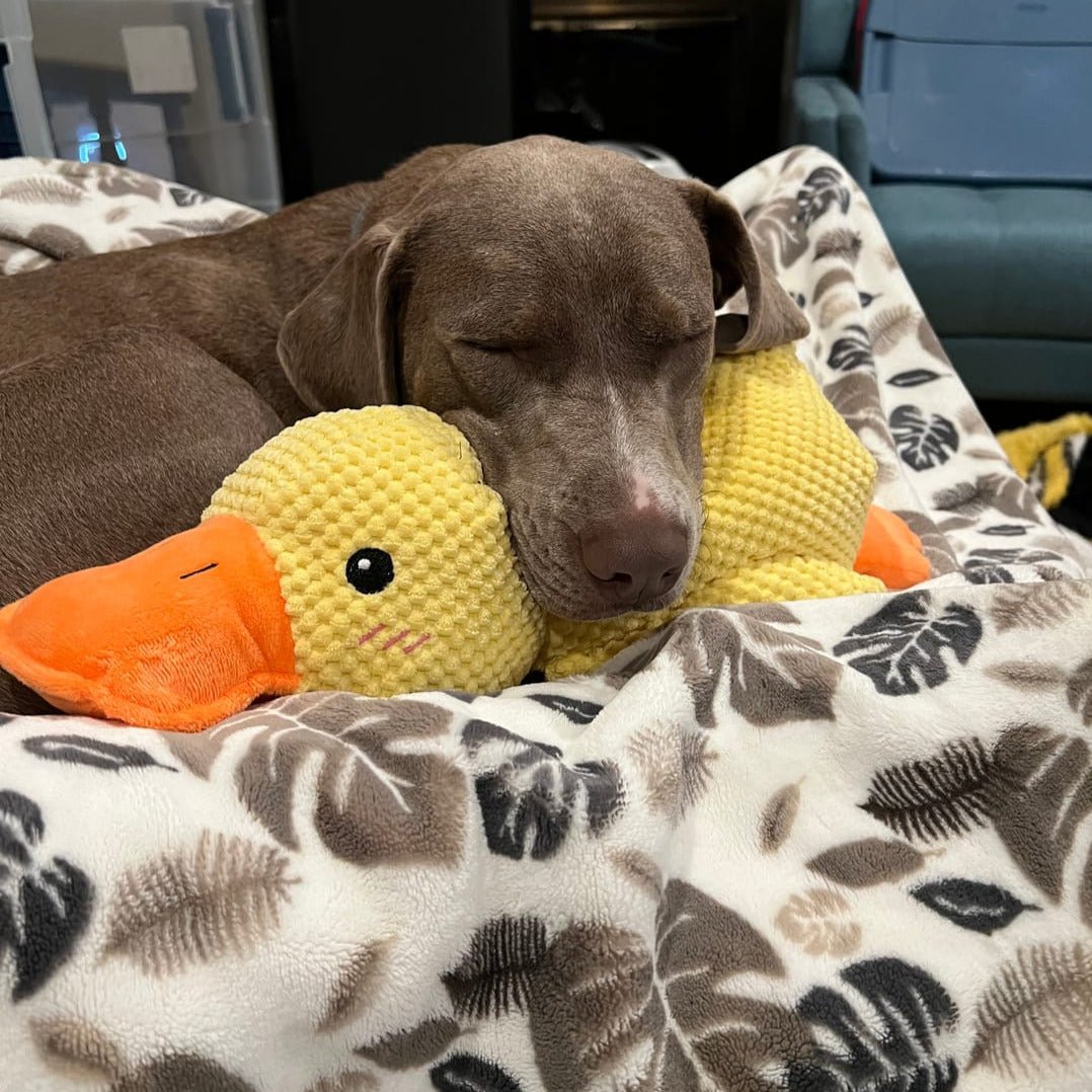 Squeaky Duck Plush Chew Toy for Dogs with Realistic Quack Sound for Small Medium Large Breeds Indoor Tug Play Fetch Teething Relief Companio