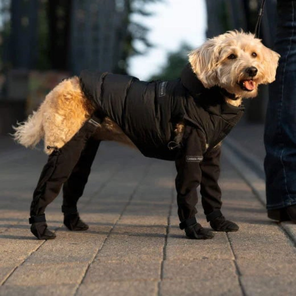 Wearclo | Leggings pour chiens avec protection des pattes tout temps | Conception durable pour un confort ultime